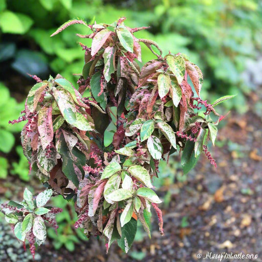  Acalypha Wilkesiana Beyond Paradise Plant