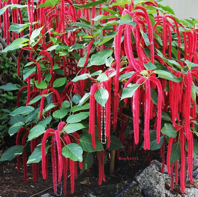  Acalypha Hispida Plant