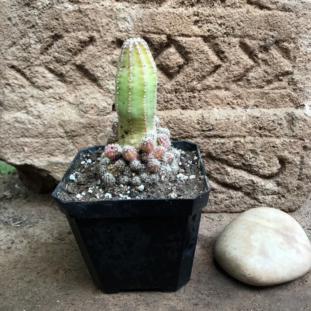  Acanthocereus Tetragonus Fairy Castle Cactus Plant