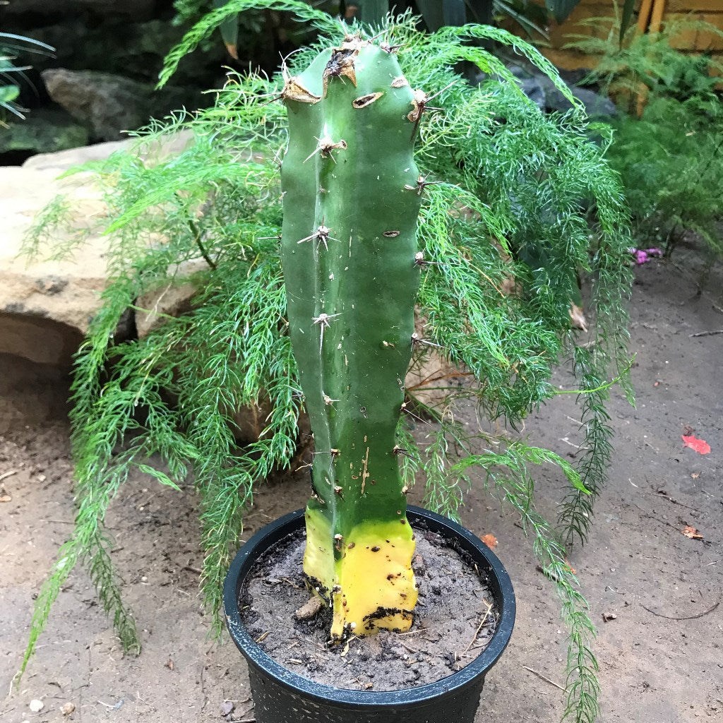  Acanthocereus Tetragonus Triangle Cactus Plant