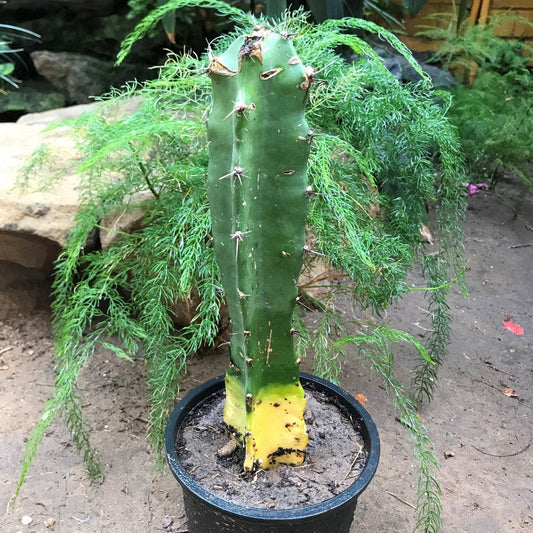  Acanthocereus Tetragonus Triangle Cactus Plant