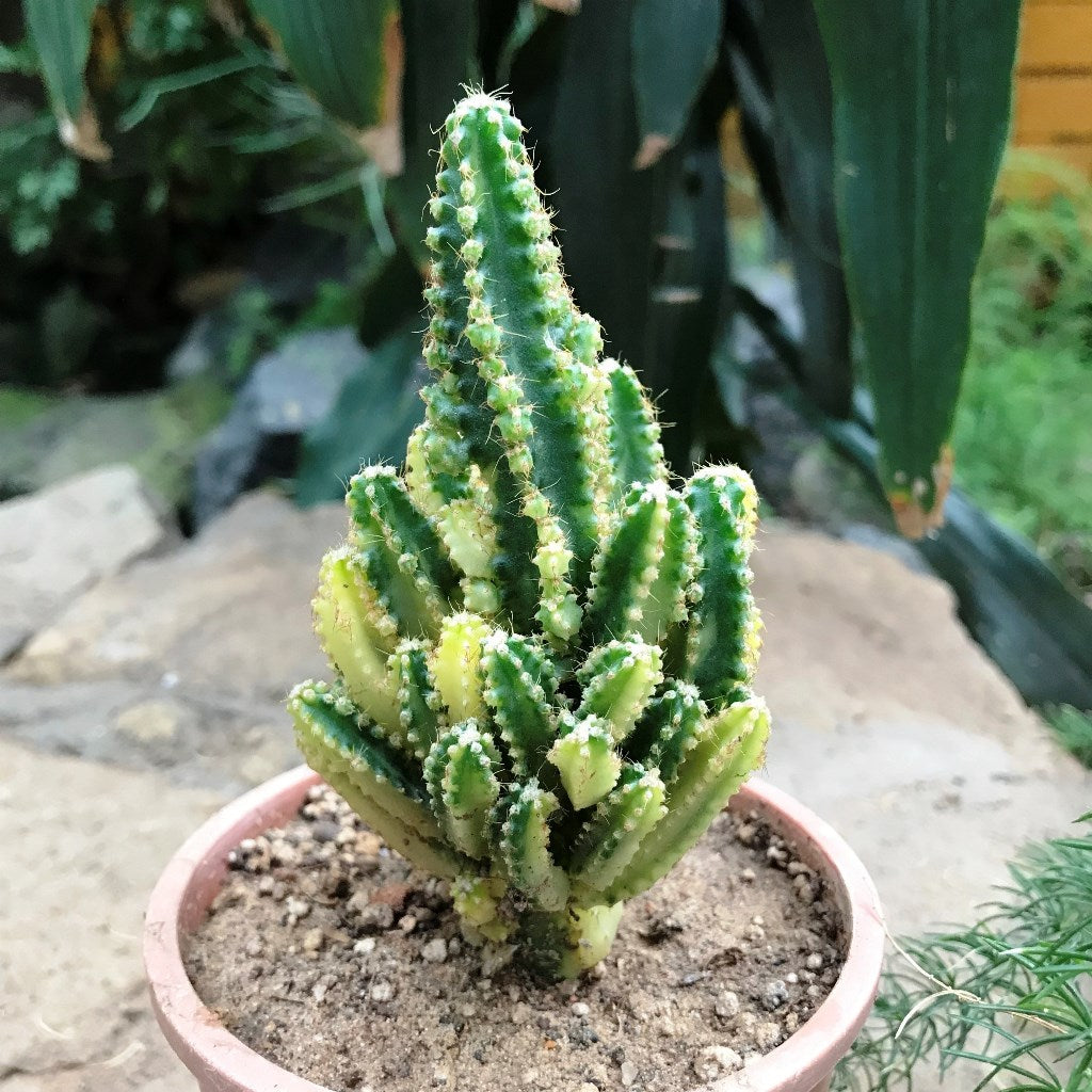  Acanthocereus Tetragonus Variagata Cactus Plant