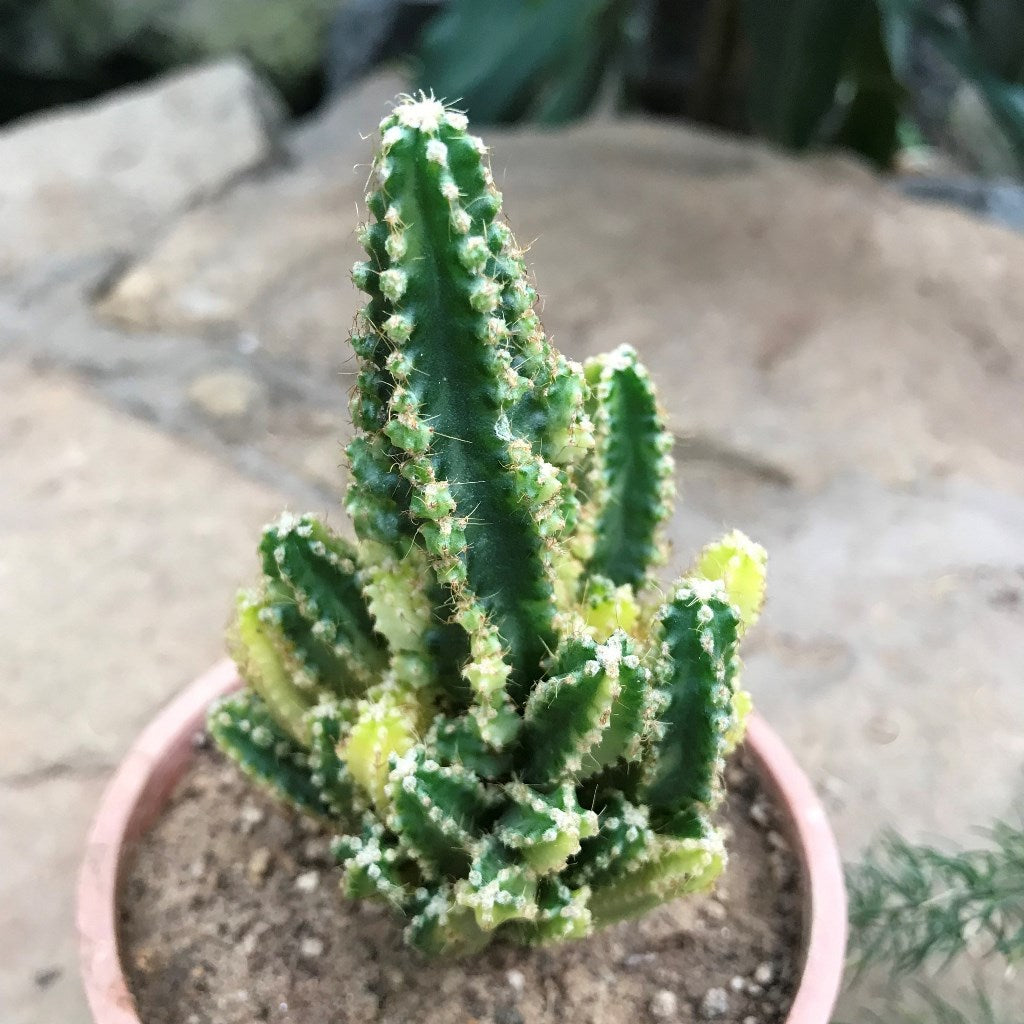  Acanthocereus Tetragonus Variagata Cactus Plant