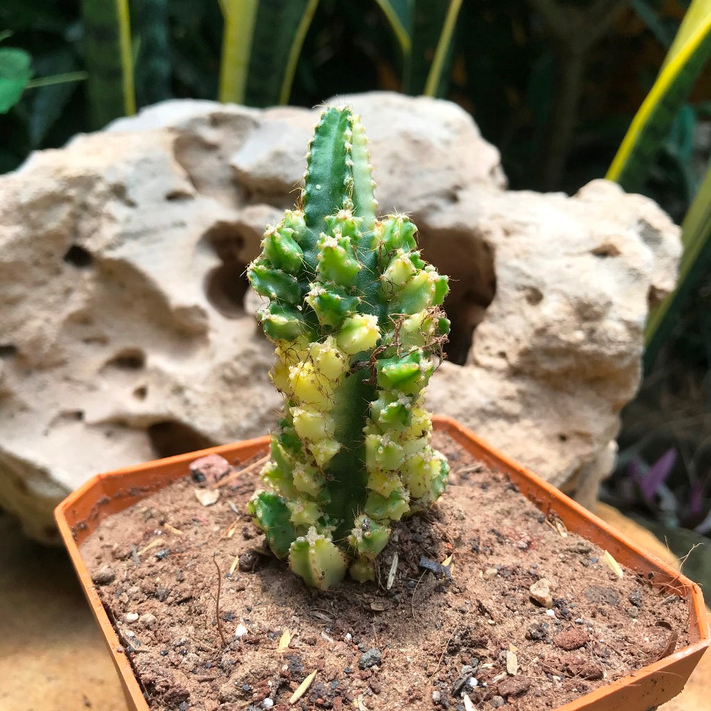  Acanthocereus Tetragonus Variagata Cactus Plant
