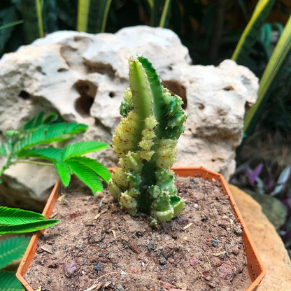  Acanthocereus Tetragonus Variagata Cactus Plant