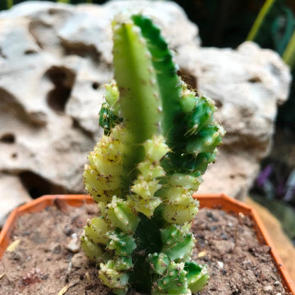 Acanthocereus Tetragonus Variagata Cactus Plant