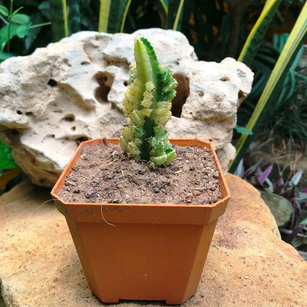  Acanthocereus Tetragonus Variagata Cactus Plant