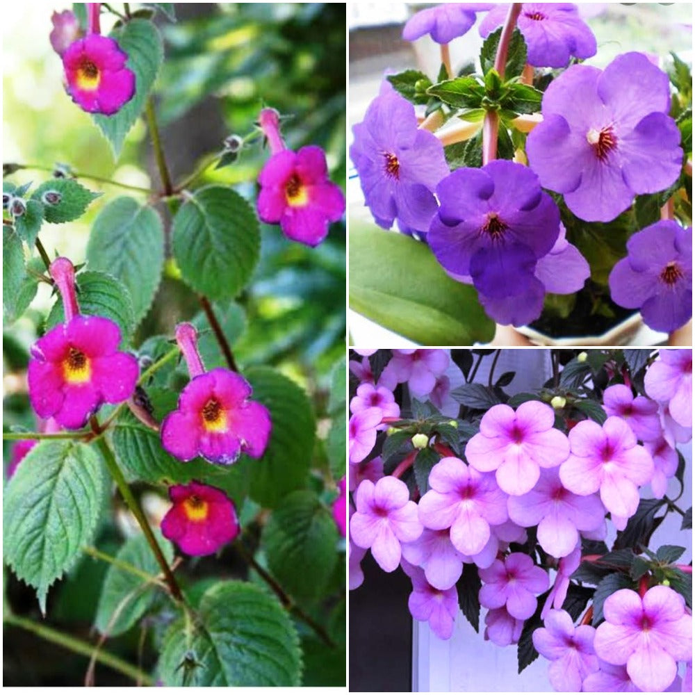 Achimenes (Mixed Bulbs)