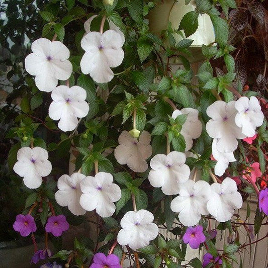  Achimenes Snow Princess (Bulbs)