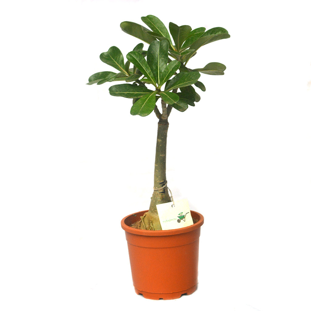  Cosmic Swirl Adenium Plant