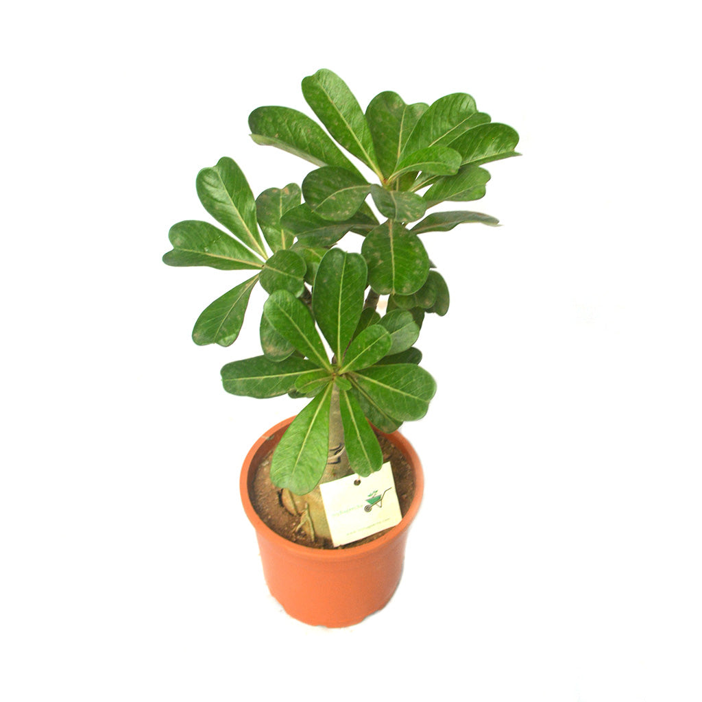  Twinkling Bloom Adenium Plant