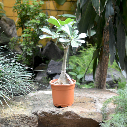  Rim Of Peony Adenium Plant