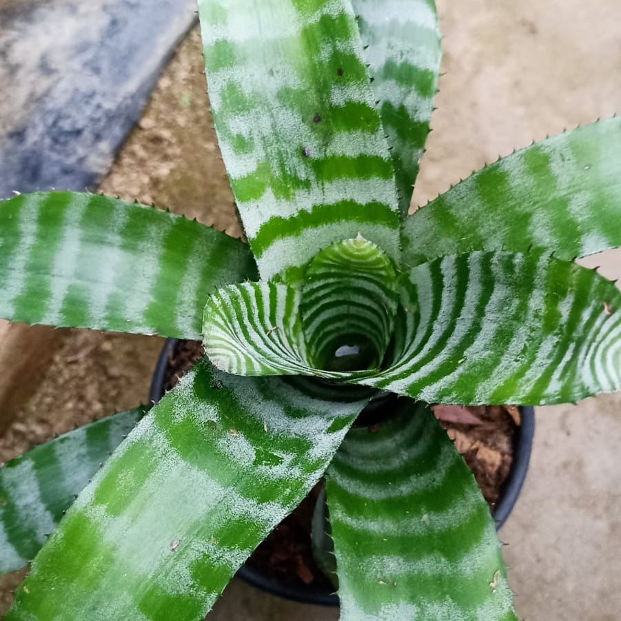  Aechmea Chantinii Plant