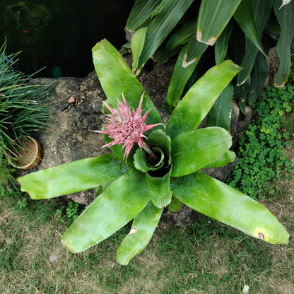  Aechmea Fasciata Plant