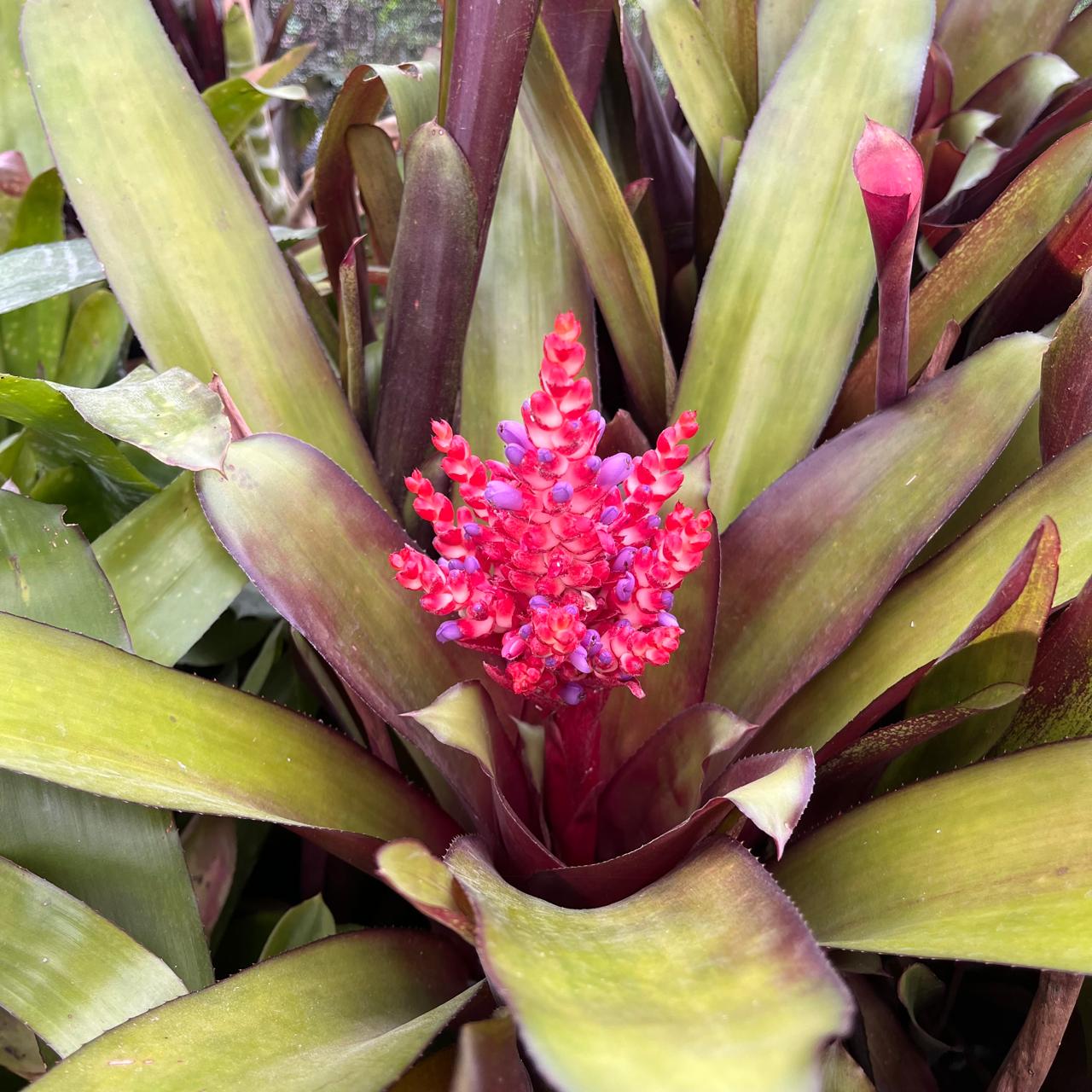  Aechmea Polyantha Plant