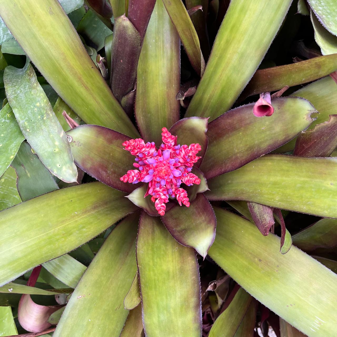  Aechmea Polyantha Plant
