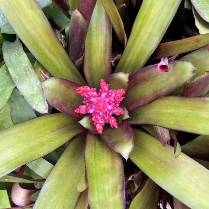  Aechmea Polyantha Plant