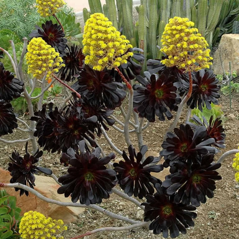 Aeonium Arboreum Zwartkop Succulent Plant