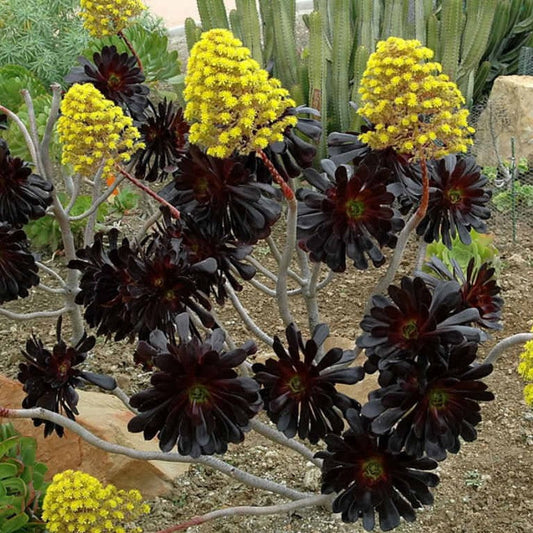  Aeonium Arboreum Zwartkop Succulent Plant
