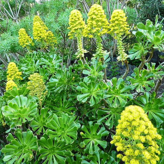  Aeonium Arboreum Tree Aeonium Succulent Plant