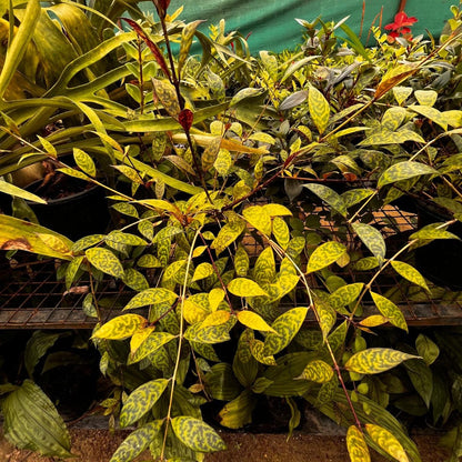  Aeschynanthus Longicaulis Plant