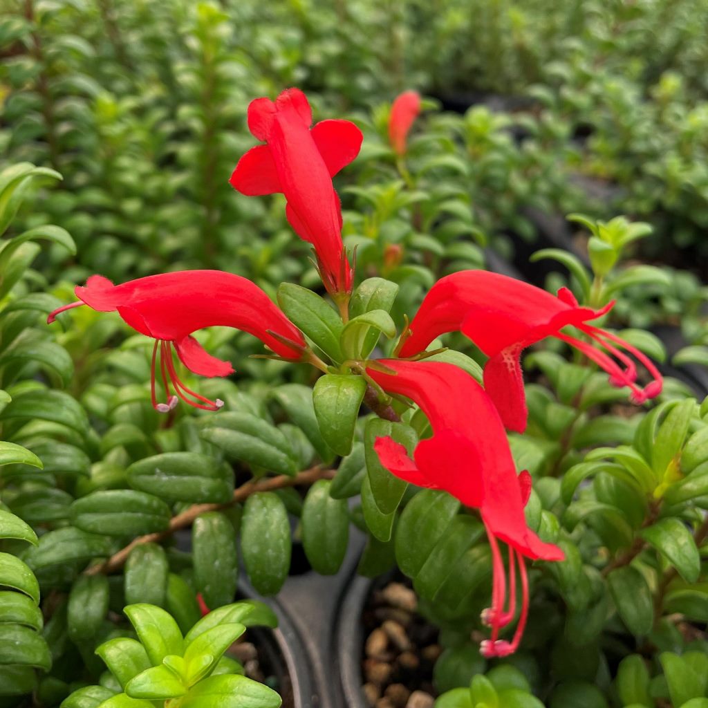  Aeschynanthus Buxifolius Plant