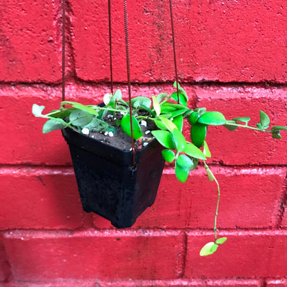  Aeschynanthus Buxifolius Plant