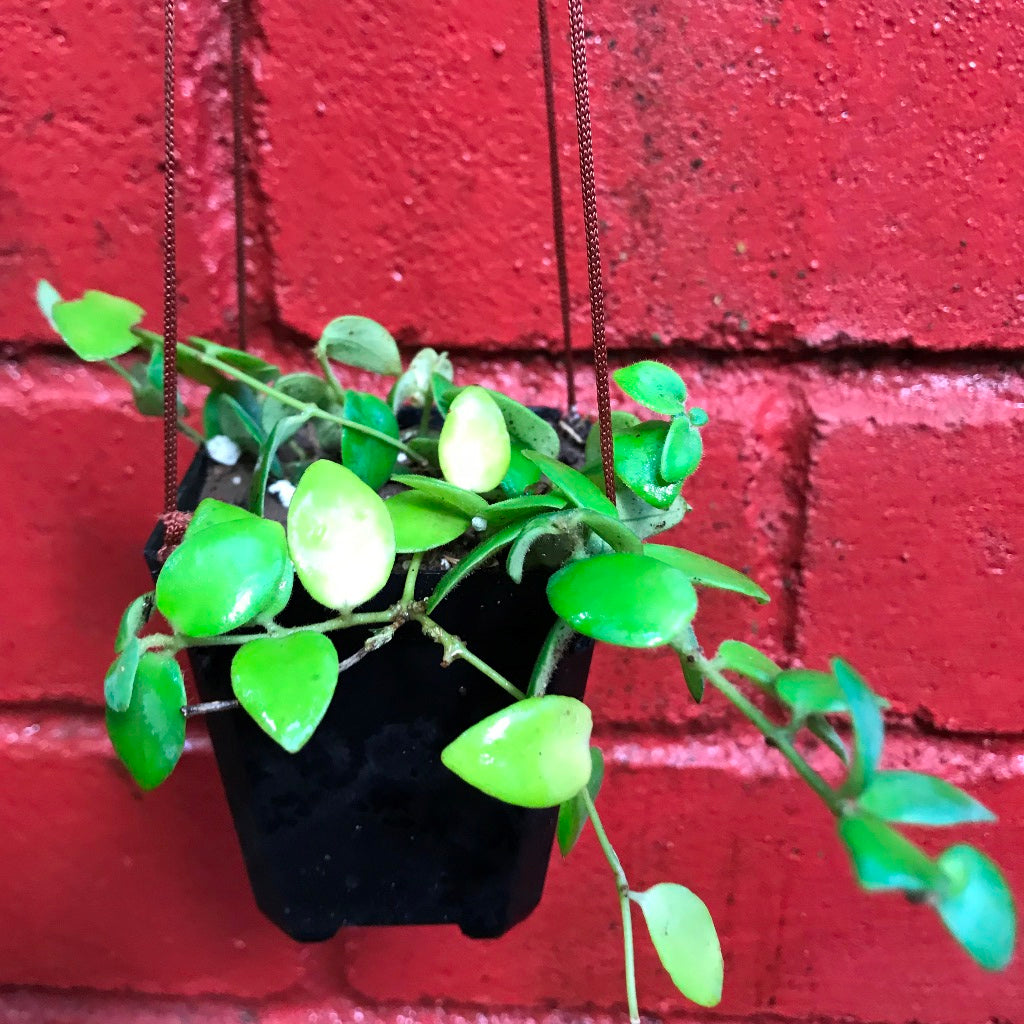  Aeschynanthus Buxifolius Plant