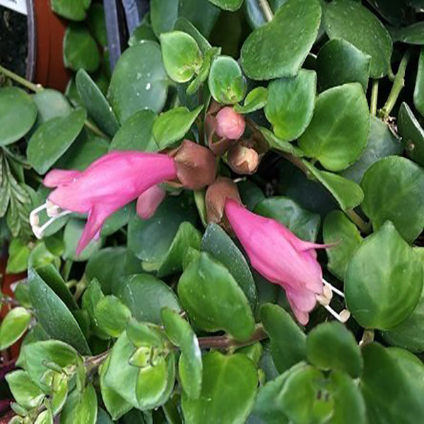  Aeschynanthus Thai Pink Plant