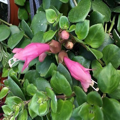  Aeschynanthus Thai Pink Plant