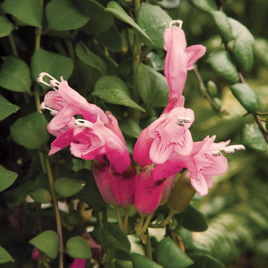  Aeschynanthus Thai Pink Plant