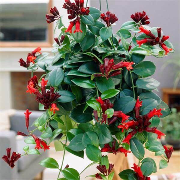  Aeschynanthus Lobbianus Plant