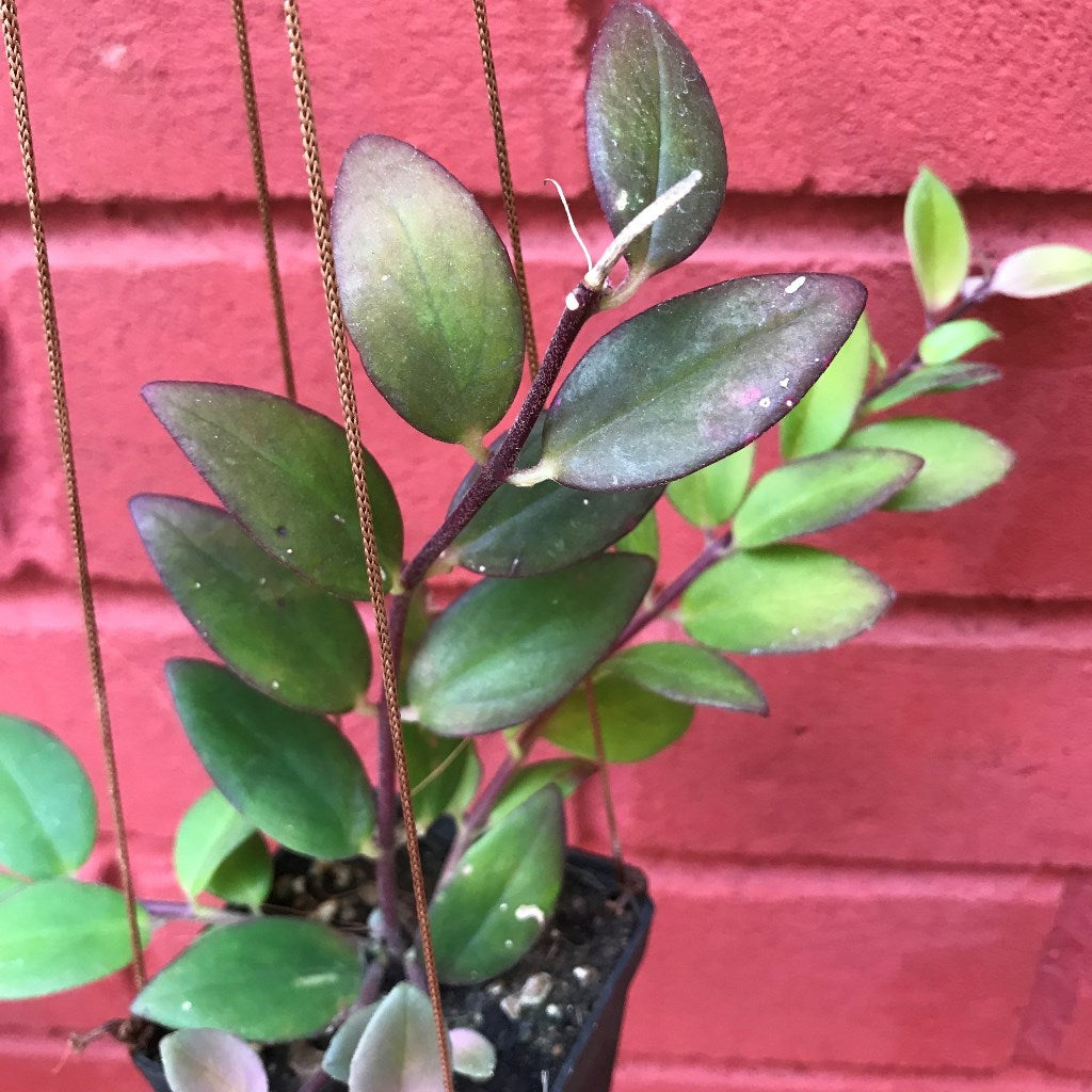  Aeschynanthus Radicans Plant
