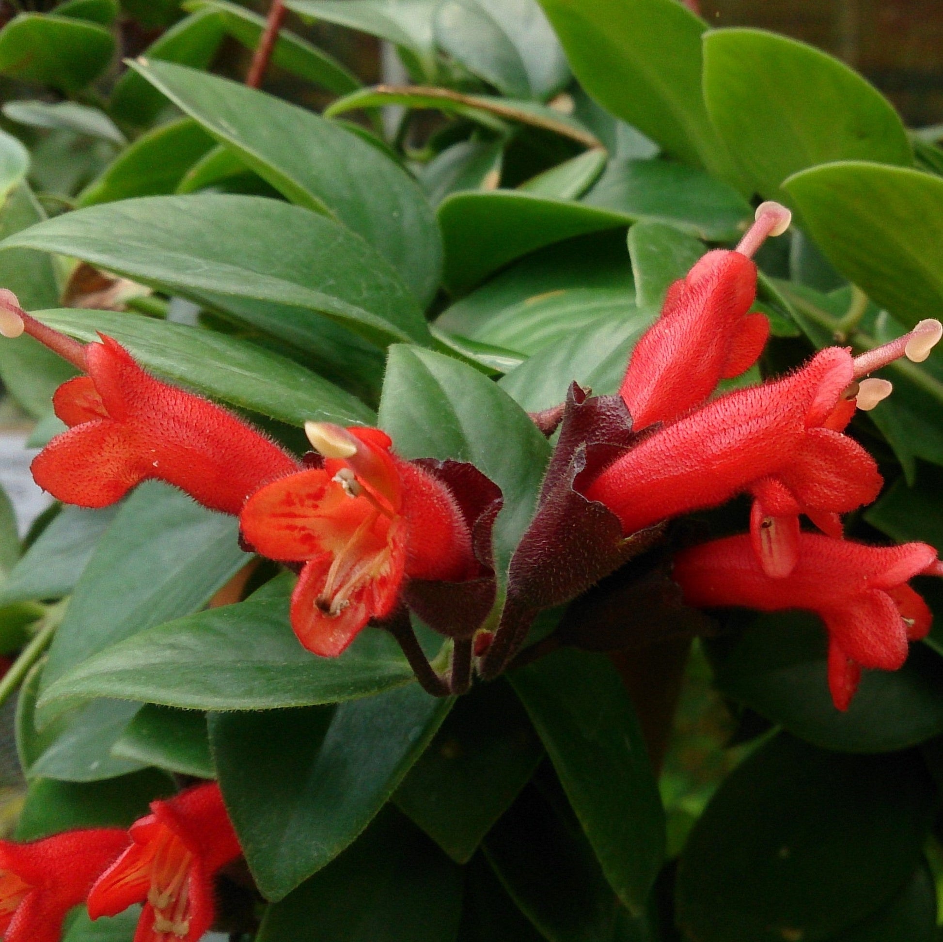  Aeschynanthus Radicans Plant