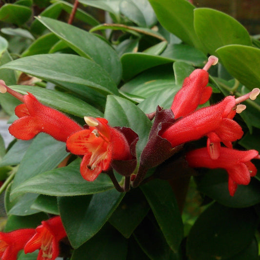  Aeschynanthus Radicans Plant