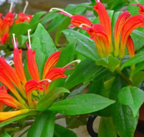  Aeschynanthus Xsplendidus Plant