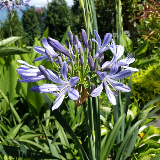  Agapanthus 'Praecox' (Bulbs)