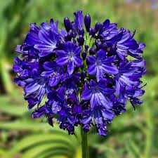  Agapanthus 'Agapanthus 'Midnight Sky' (Bulbs)