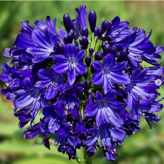  Agapanthus 'Agapanthus 'Midnight Sky' (Bulbs)
