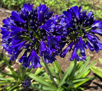  Agapanthus 'Agapanthus 'Midnight Sky' (Bulbs)