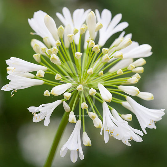  Agapanthus 'White Heaven' (Bulbs)