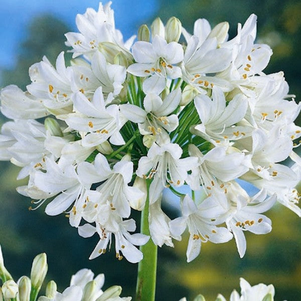  Agapanthus 'White Heaven' (Bulbs)
