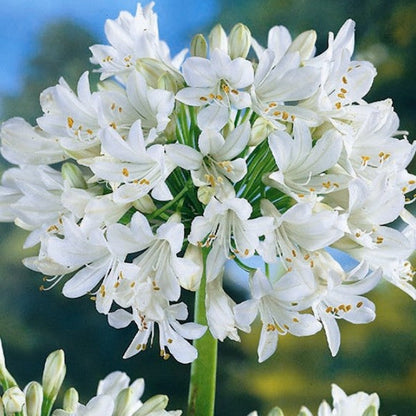  Agapanthus 'White Heaven' (Bulbs)