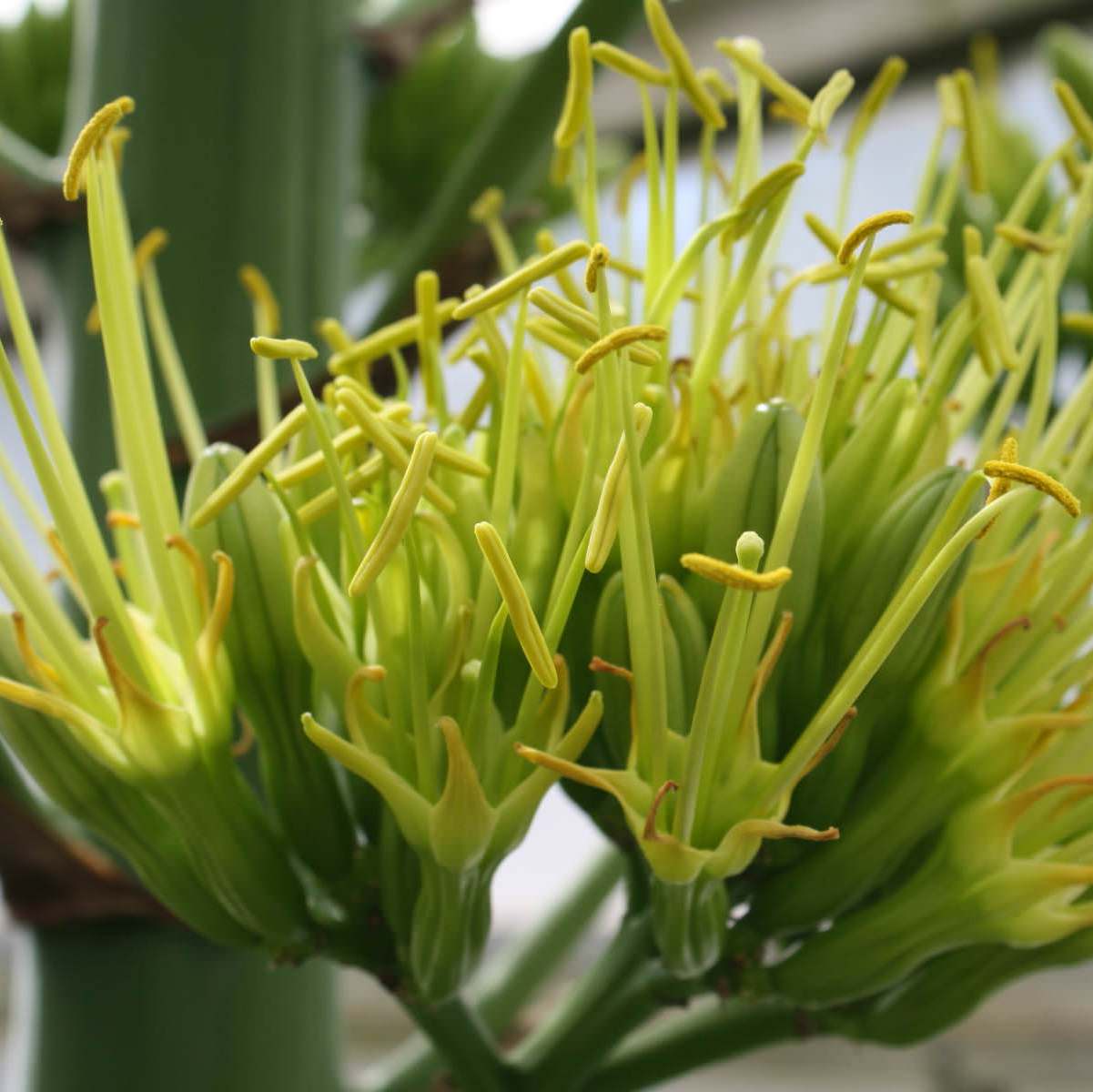  Agave Americana Marginata Plant