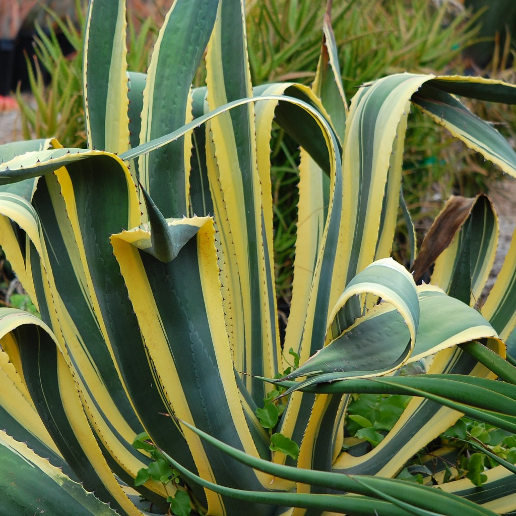  Agave Americana Marginata Plant