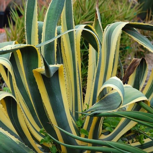  Agave Americana Marginata Plant