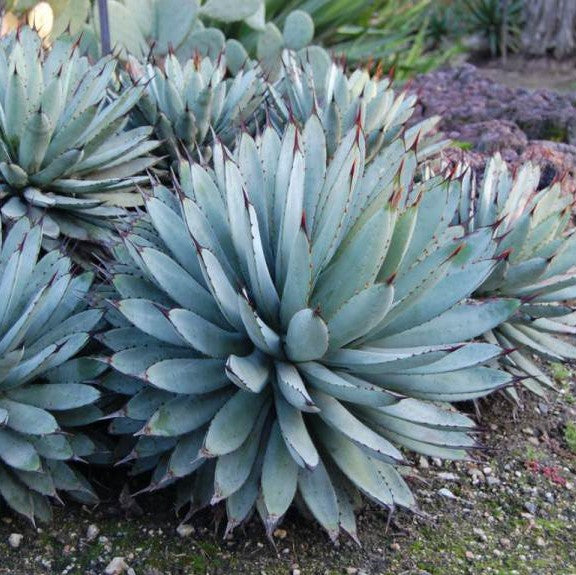  Agave Macroacantha Plant