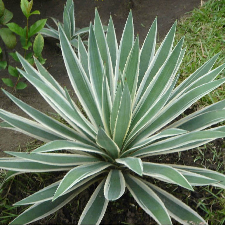  Agave Angustifolia Marginata Cactus Plant