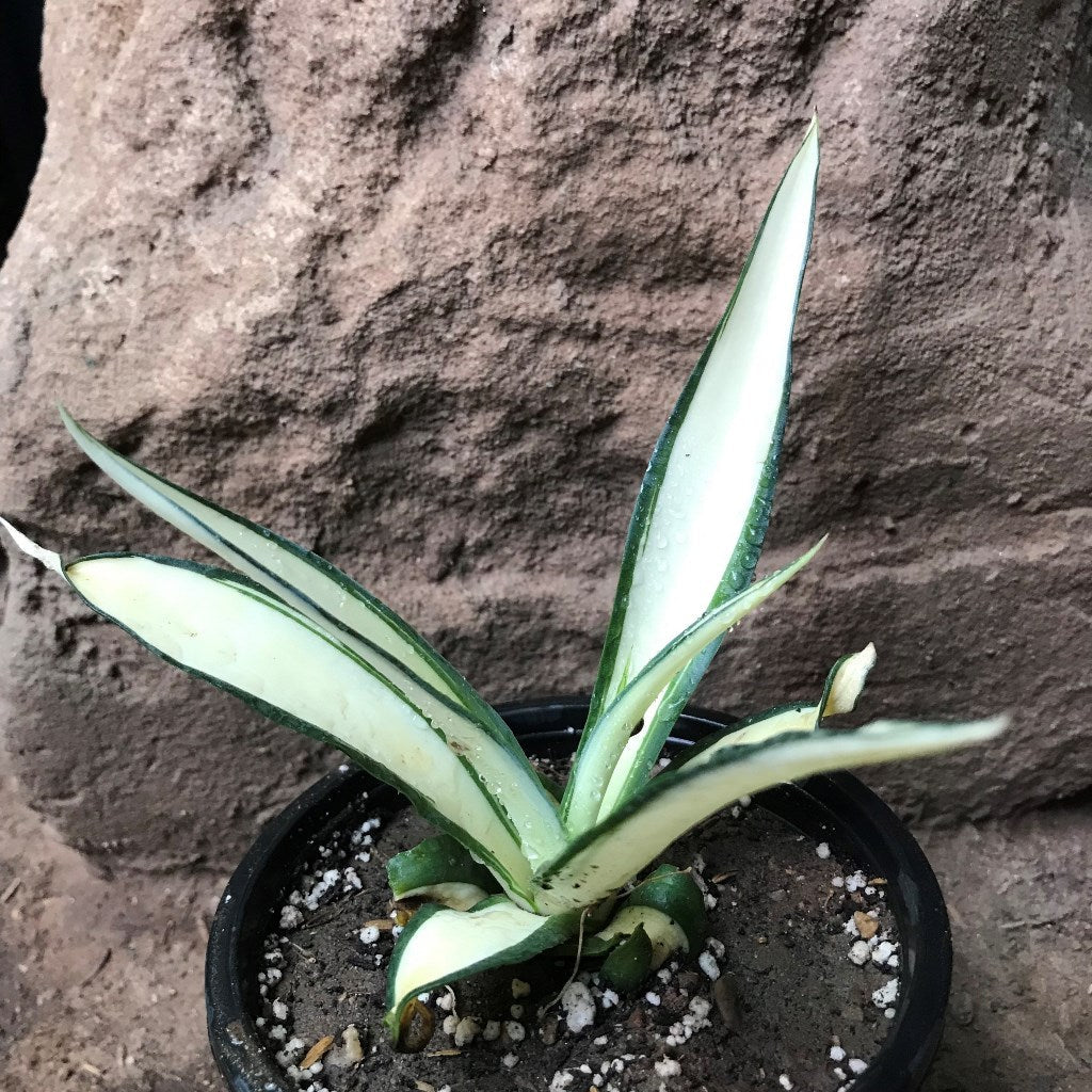  Agave Desmettiana Quicksilver Plant