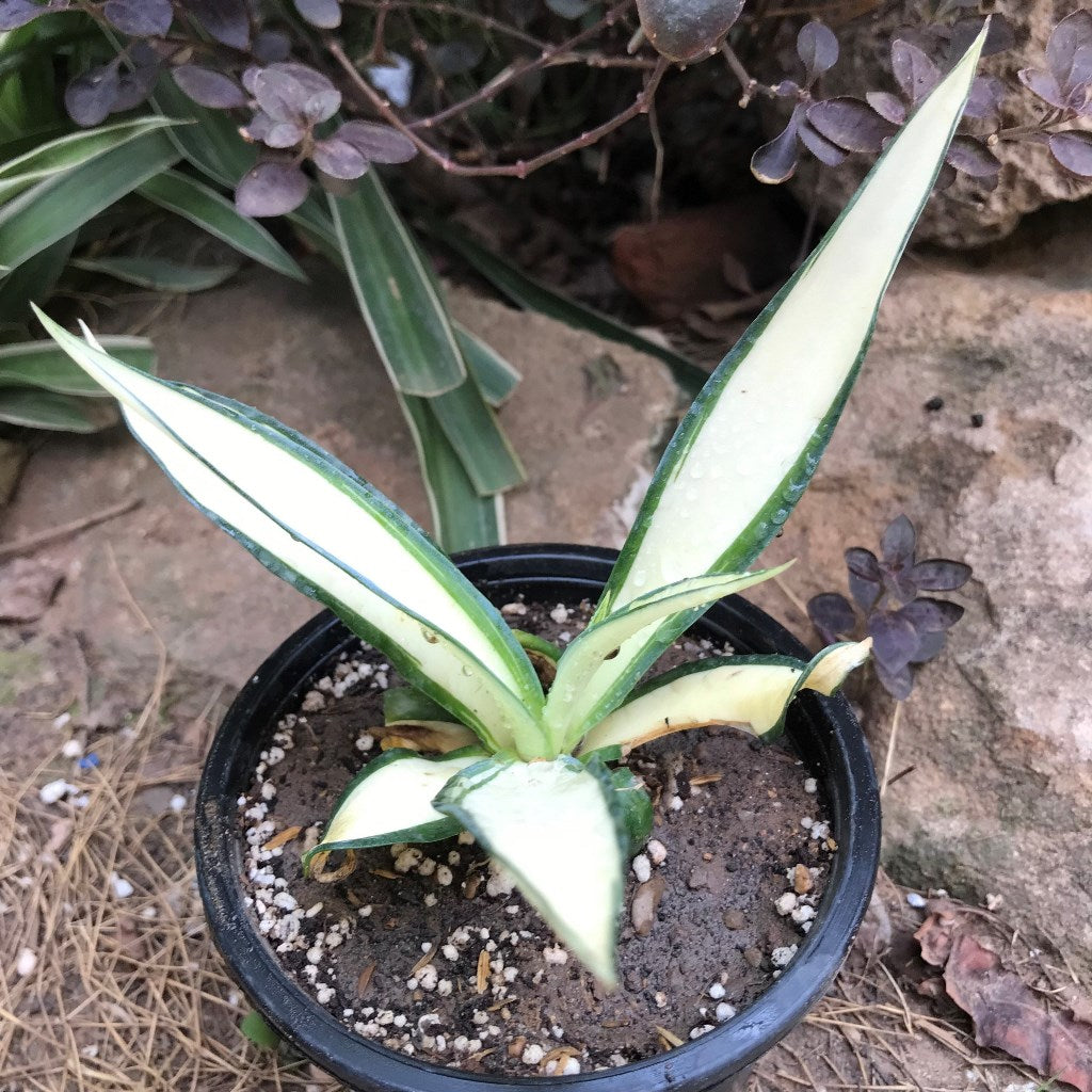  Agave Desmettiana Quicksilver Plant